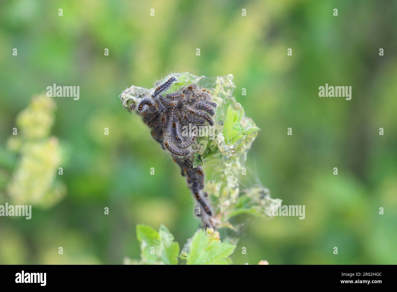 Brown tail caterpillars (Euproctis chrysorrhoea) appearing from winter