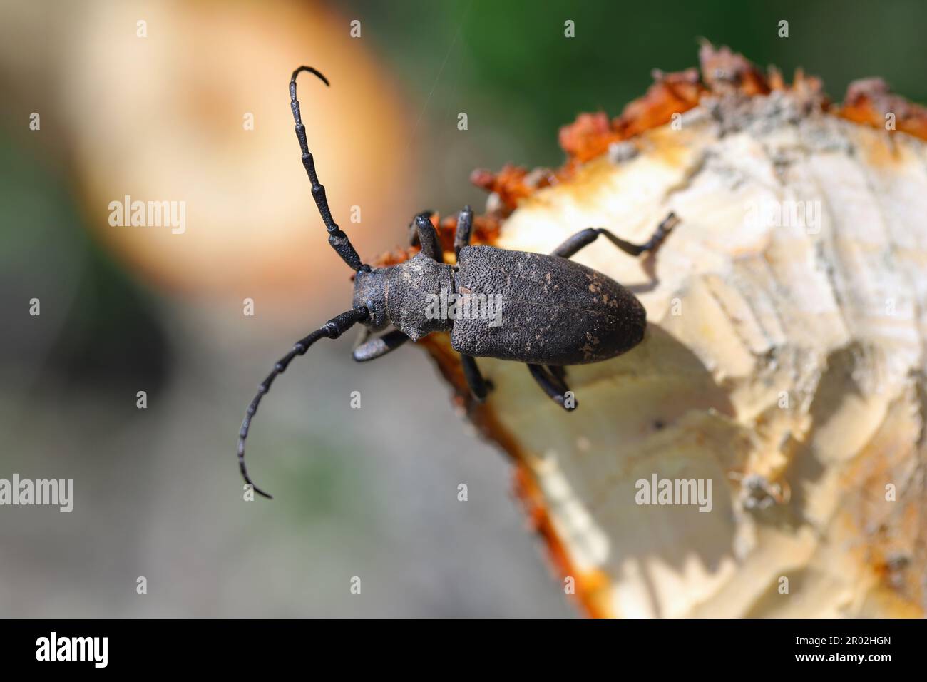 Weaver beetle (lamia textor). Found in a willow bush in south Poland. Stock Photo
