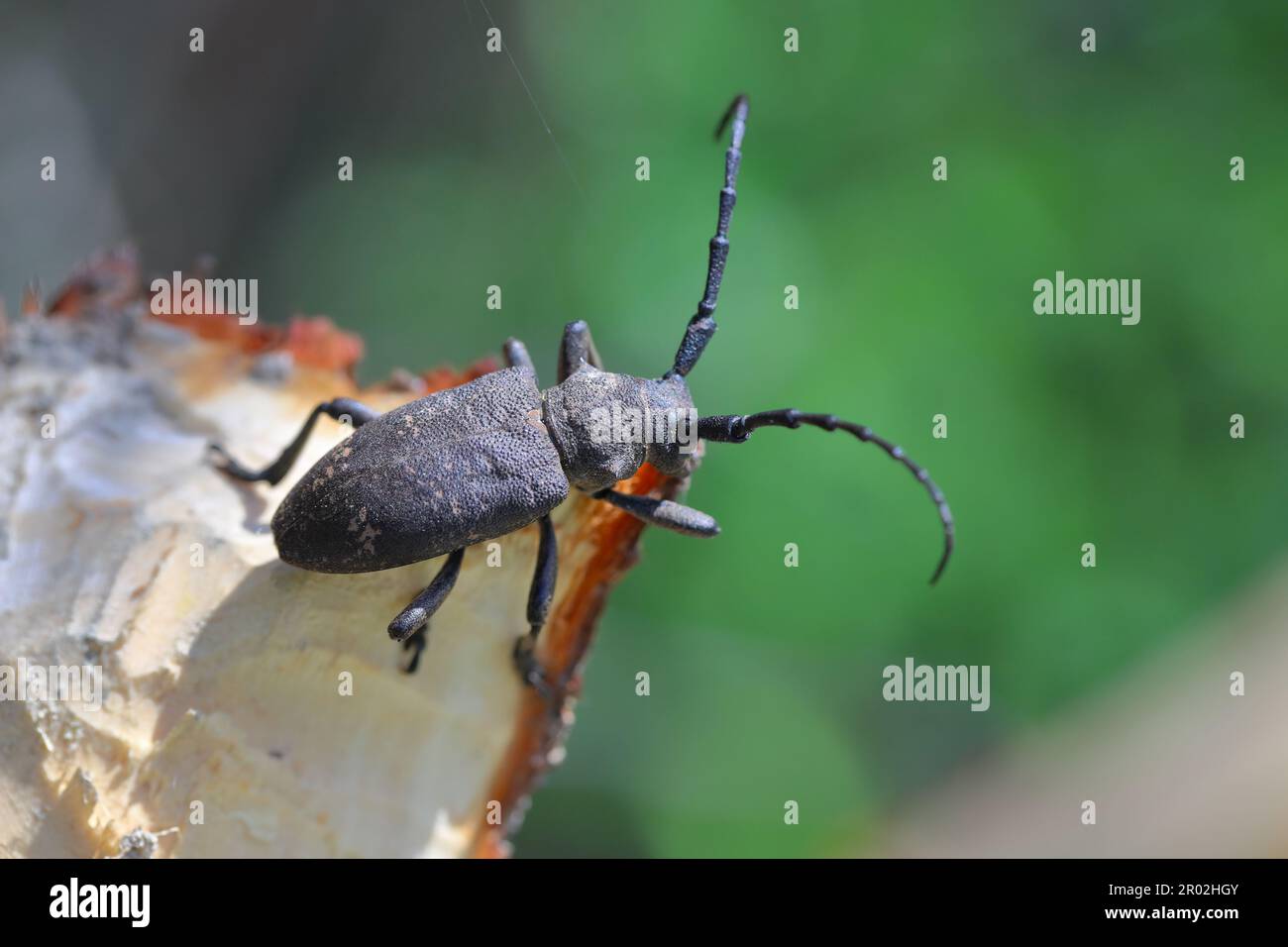 Weaver beetle (lamia textor). Found in a willow bush in south Poland. Stock Photo