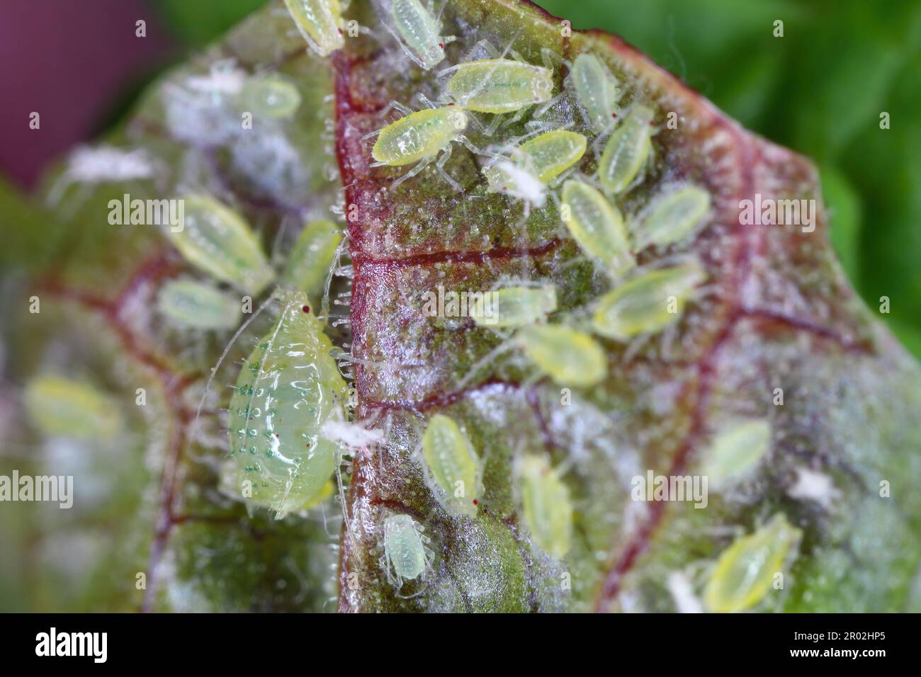 Currant blister aphids, Cryptomyzus ribis, feeding on the underside of a redcurrant leaf. Stock Photo