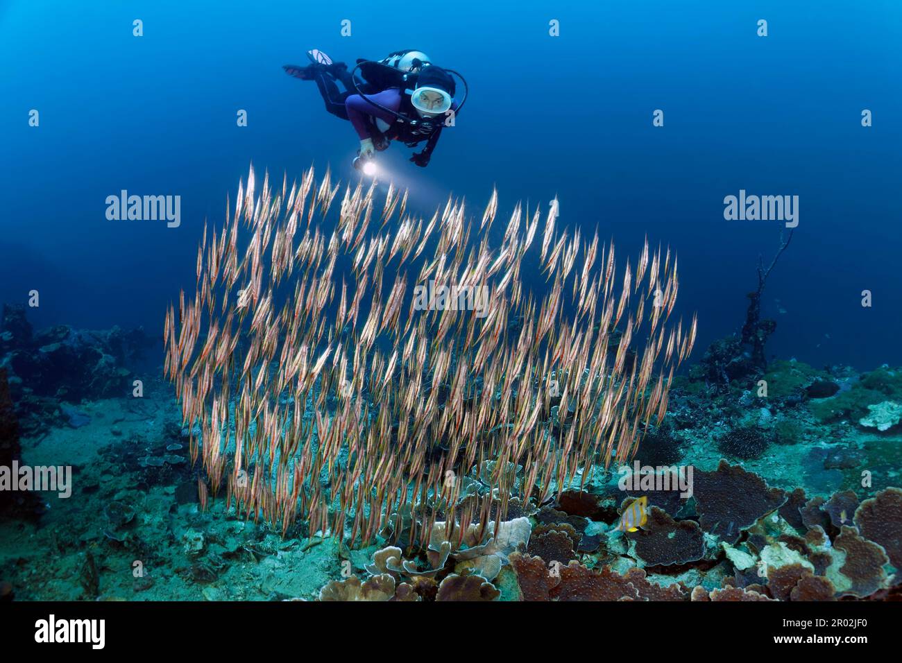 Diver, diver looks at shoal of snipe knifefish (Cenriscus scutatus), fish, deck, Kyokuzan Maru, wreck, Japanese supply ship, freighter, Second World Stock Photo