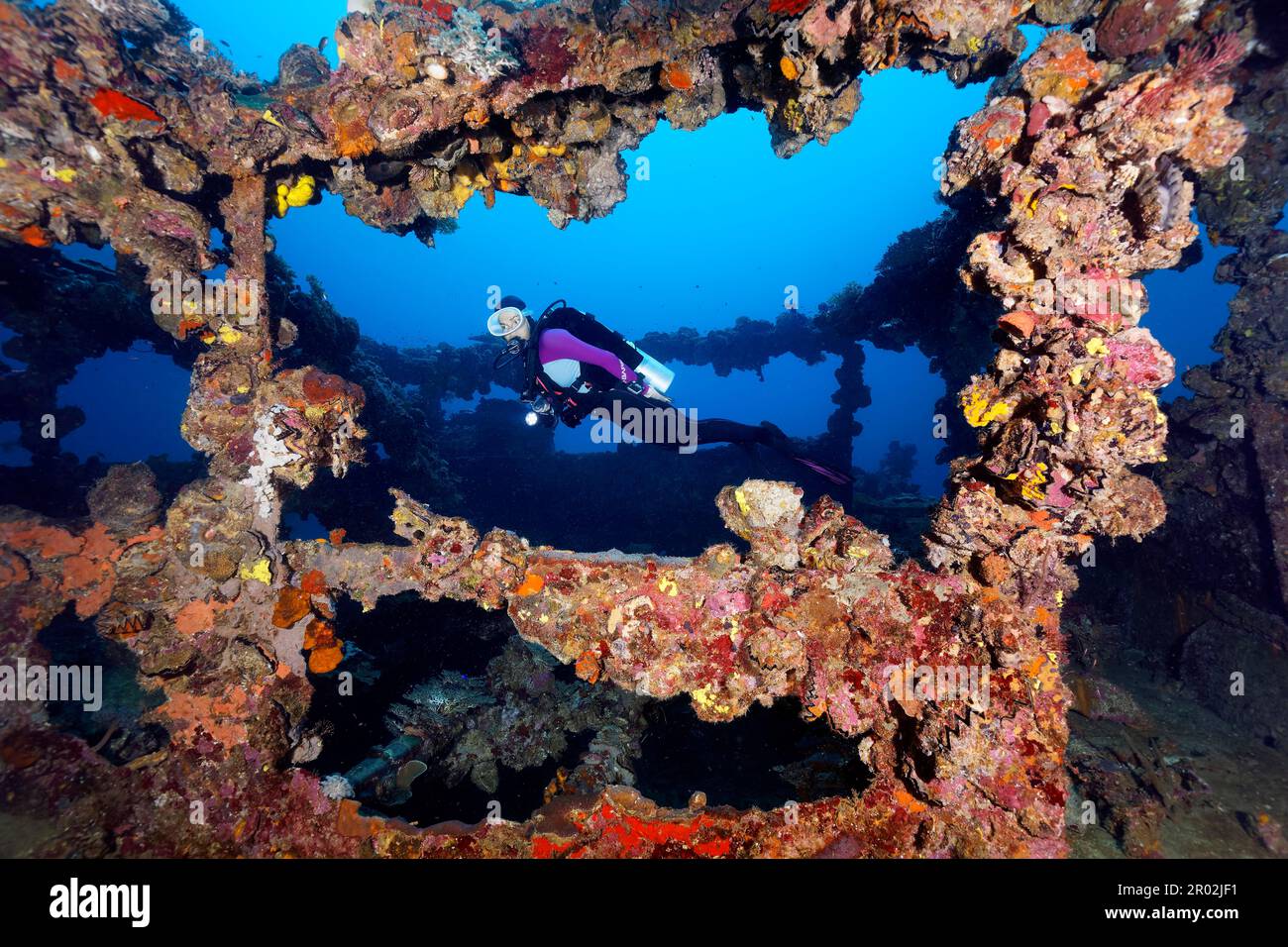 Diver, Tauchrin, superstructure, Kyokuzan Maru, wreck, thick vegetation, lower animals (Invertebrata) animals, Japanese supply ship, freighter Stock Photo