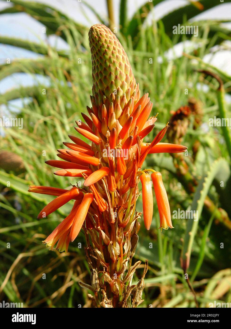 Crane Aloe, Tree Aloe Stock Photo