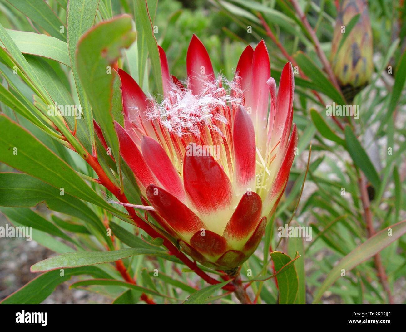Common sugar bush Stock Photo Alamy