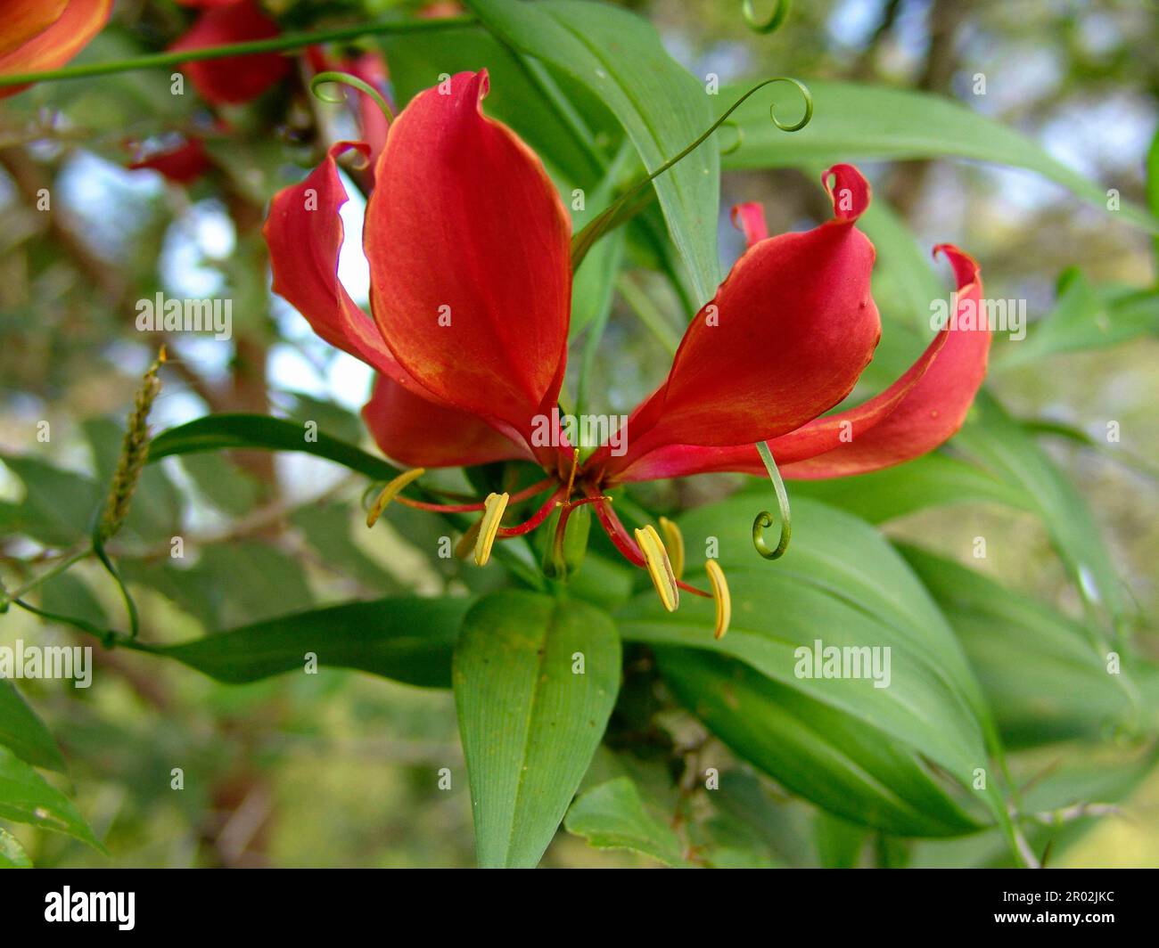 Flame lily Stock Photo
