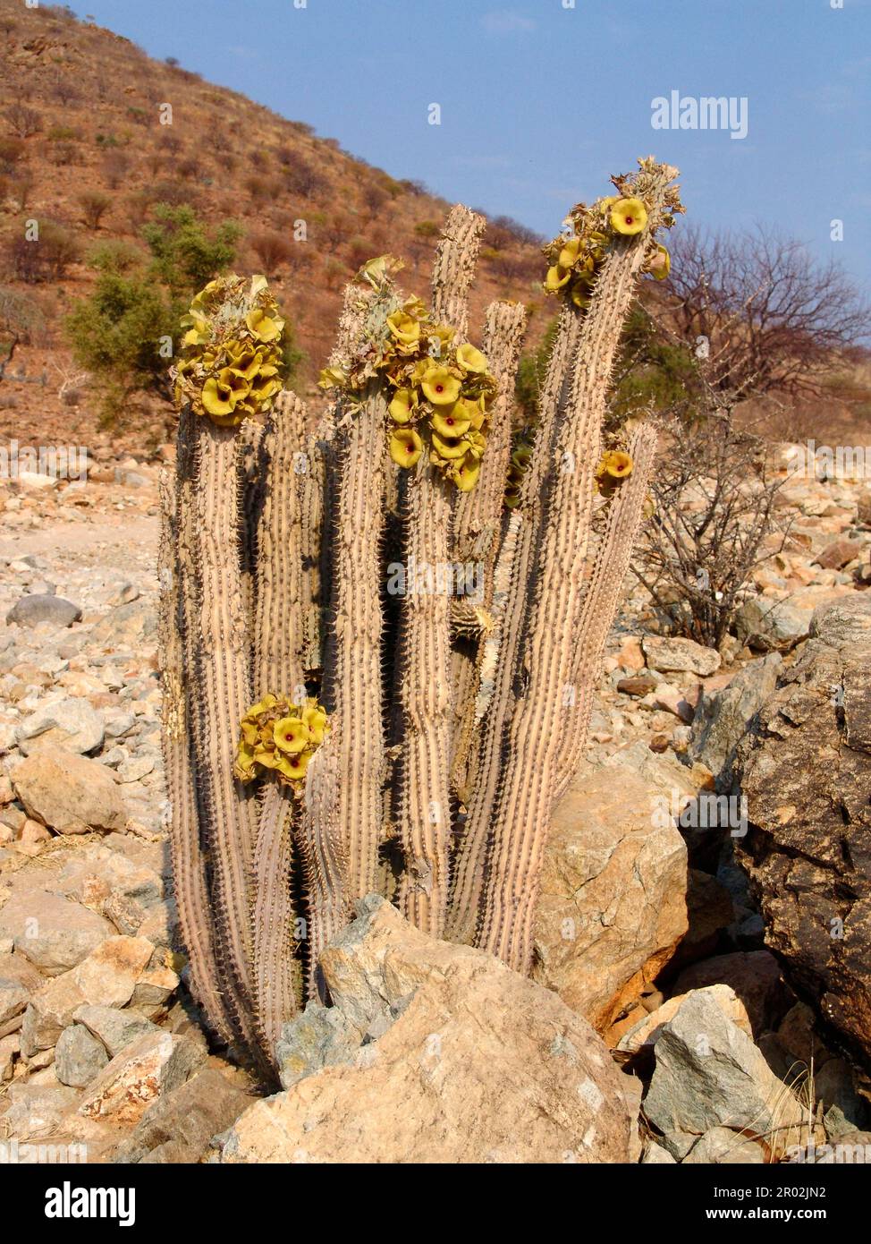 Hoodia gordonii Stock Photo