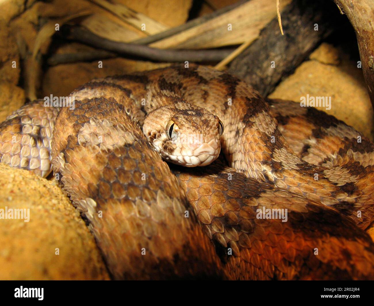 West African sand rattle viper Stock Photo