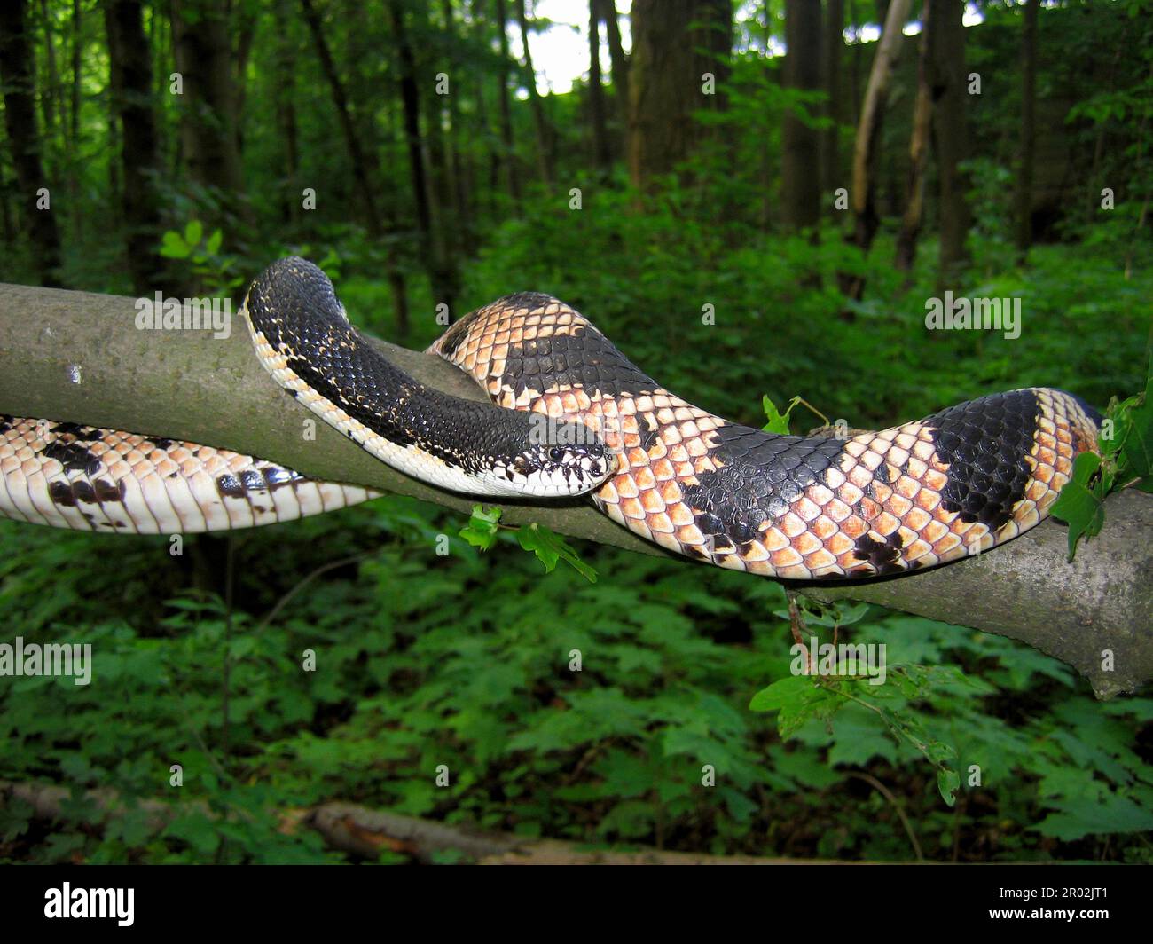 Black and white bull snake Stock Photo