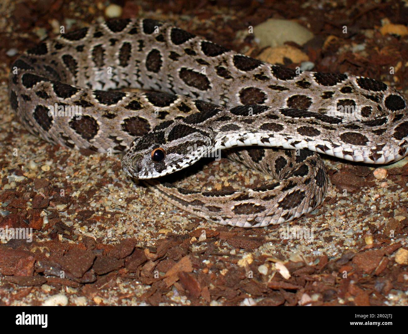 Chain viper hi-res stock photography and images - Alamy