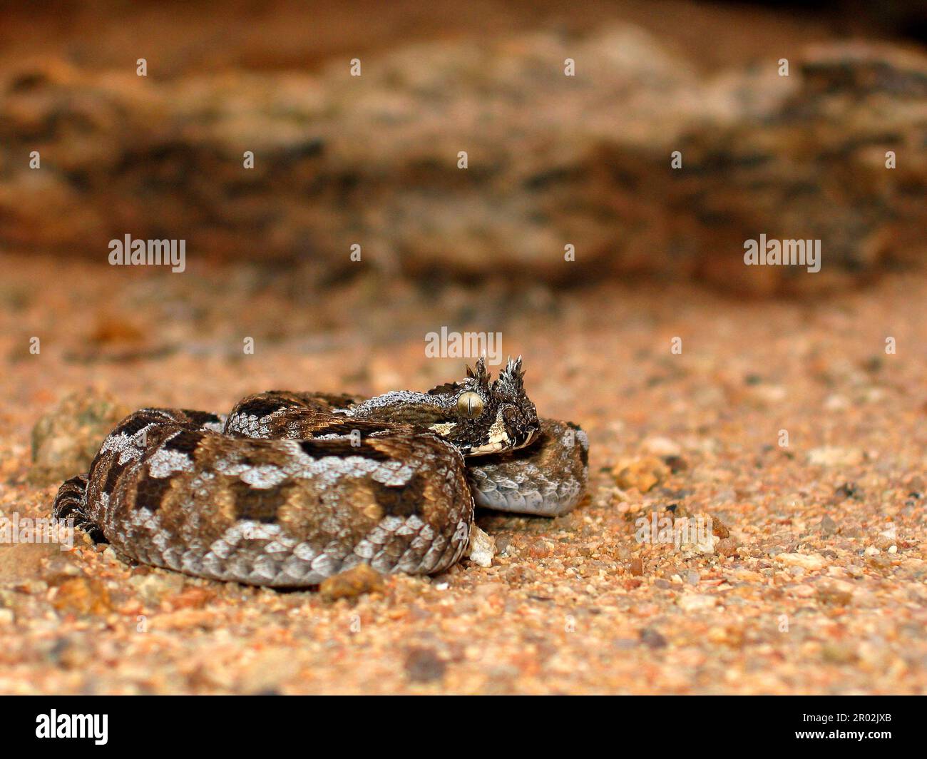 Tufted-browed viper Stock Photo