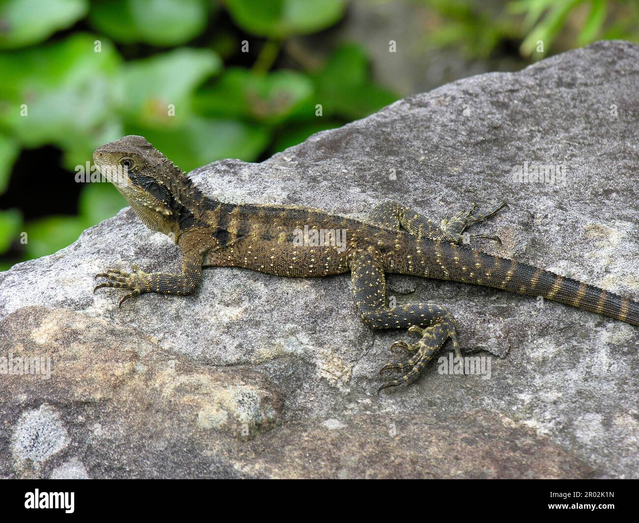 Australian water dragon Stock Photo - Alamy