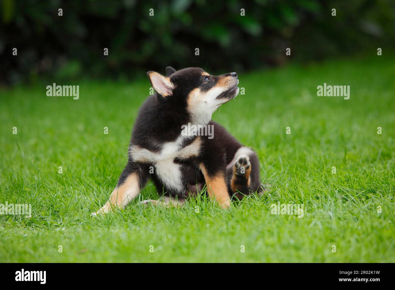 Shiba inu 9 weeks 2025