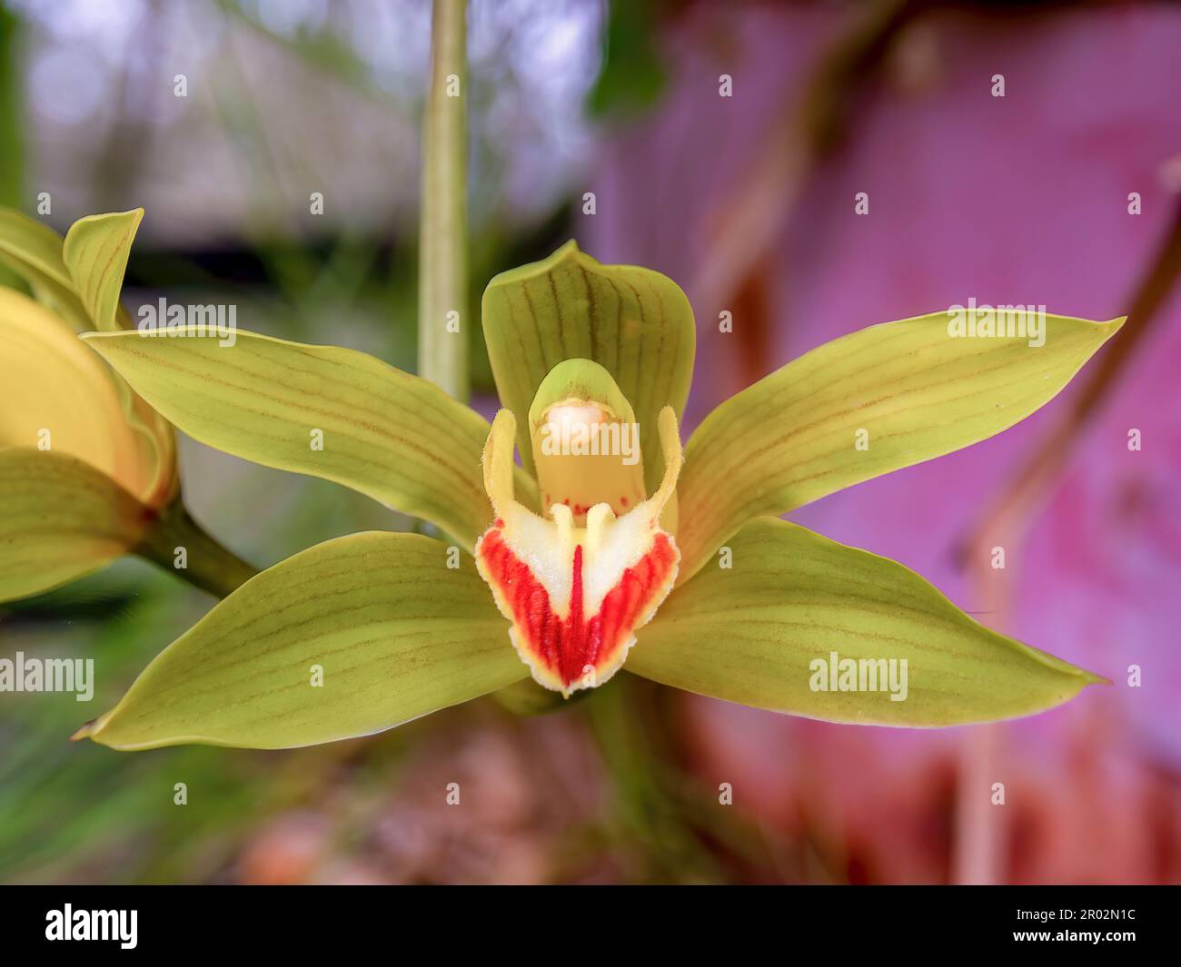 Macro photography of an exotic cymbidium orchid flower captured in a garden near the town of Guasca,  north east of the city of Bogota, Colombia. Stock Photo
