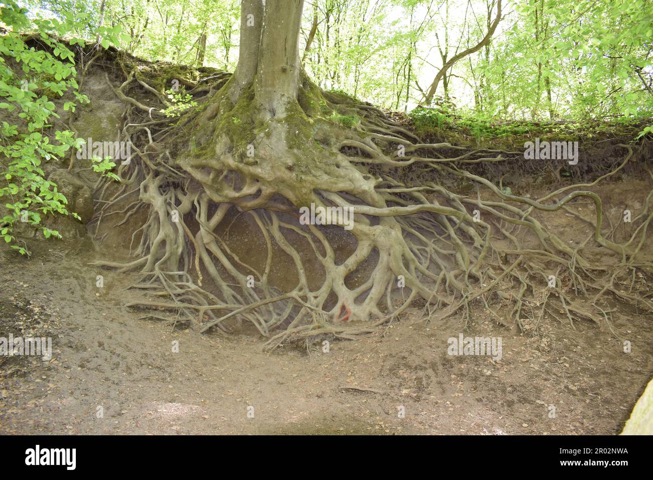 Ash tree root hi-res stock photography and images - Alamy