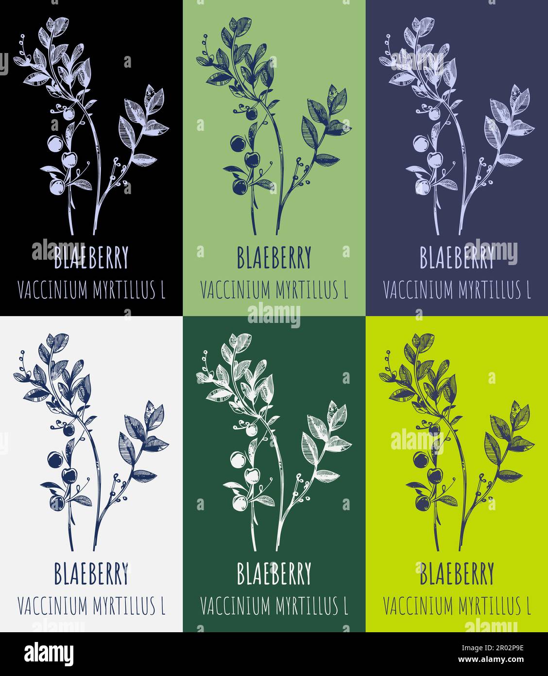 Myrtilles Sechees Health Embassy Feuille De Myrtille Tisane | Vaccinium Myrtillus L | European Blueberry Leaf (50g Myrtilles Séchées Bio