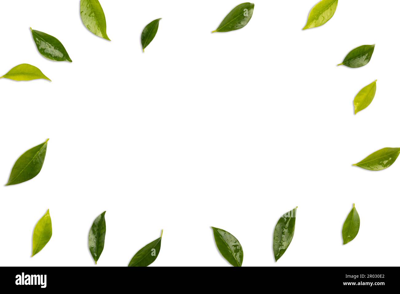 Green leaves isolated on white background Stock Photo - Alamy