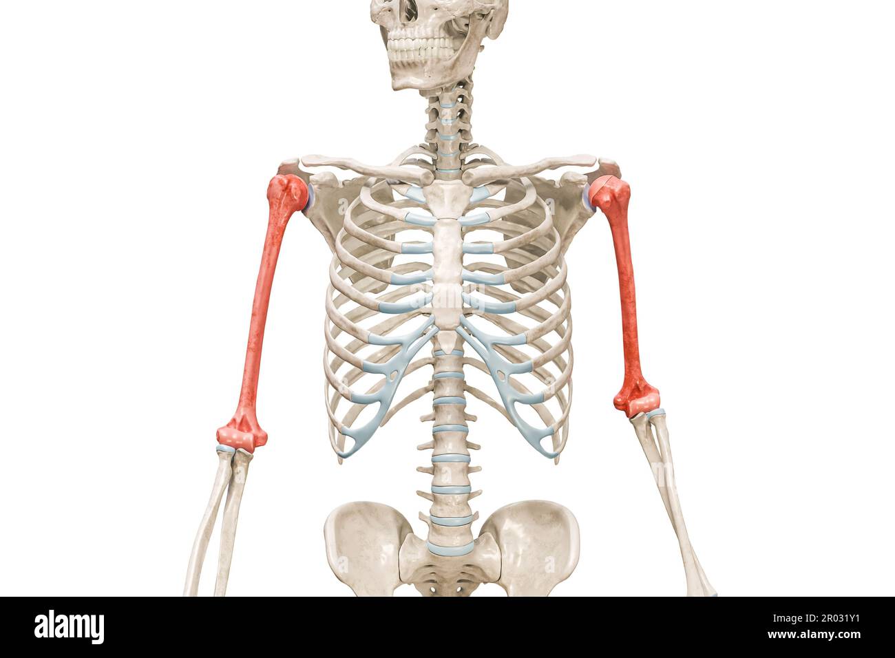 Humerus bone hi-res stock photography and images - Alamy