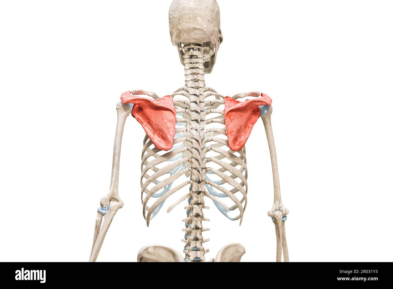 Red scapula hi-res stock photography and images - Alamy
