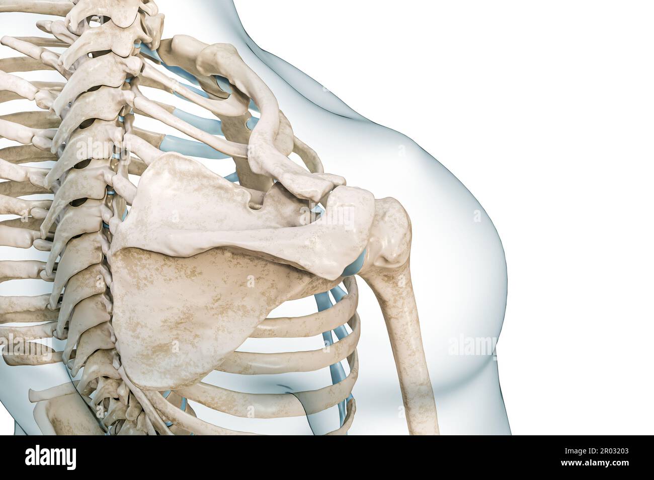 Shoulder girdle hi-res stock photography and images - Alamy