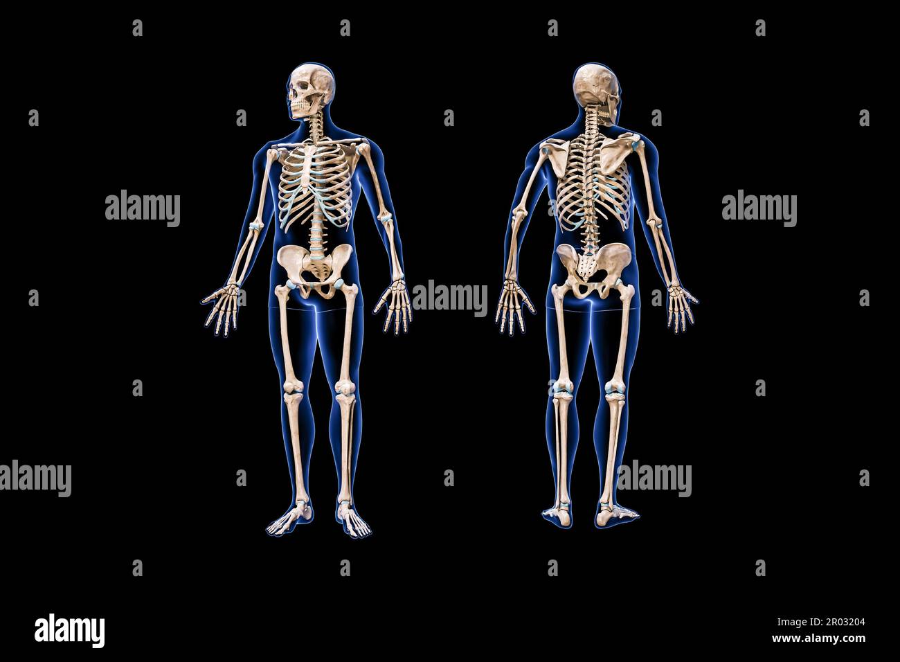 Front and back views of full human skeleton with male body 3D rendering