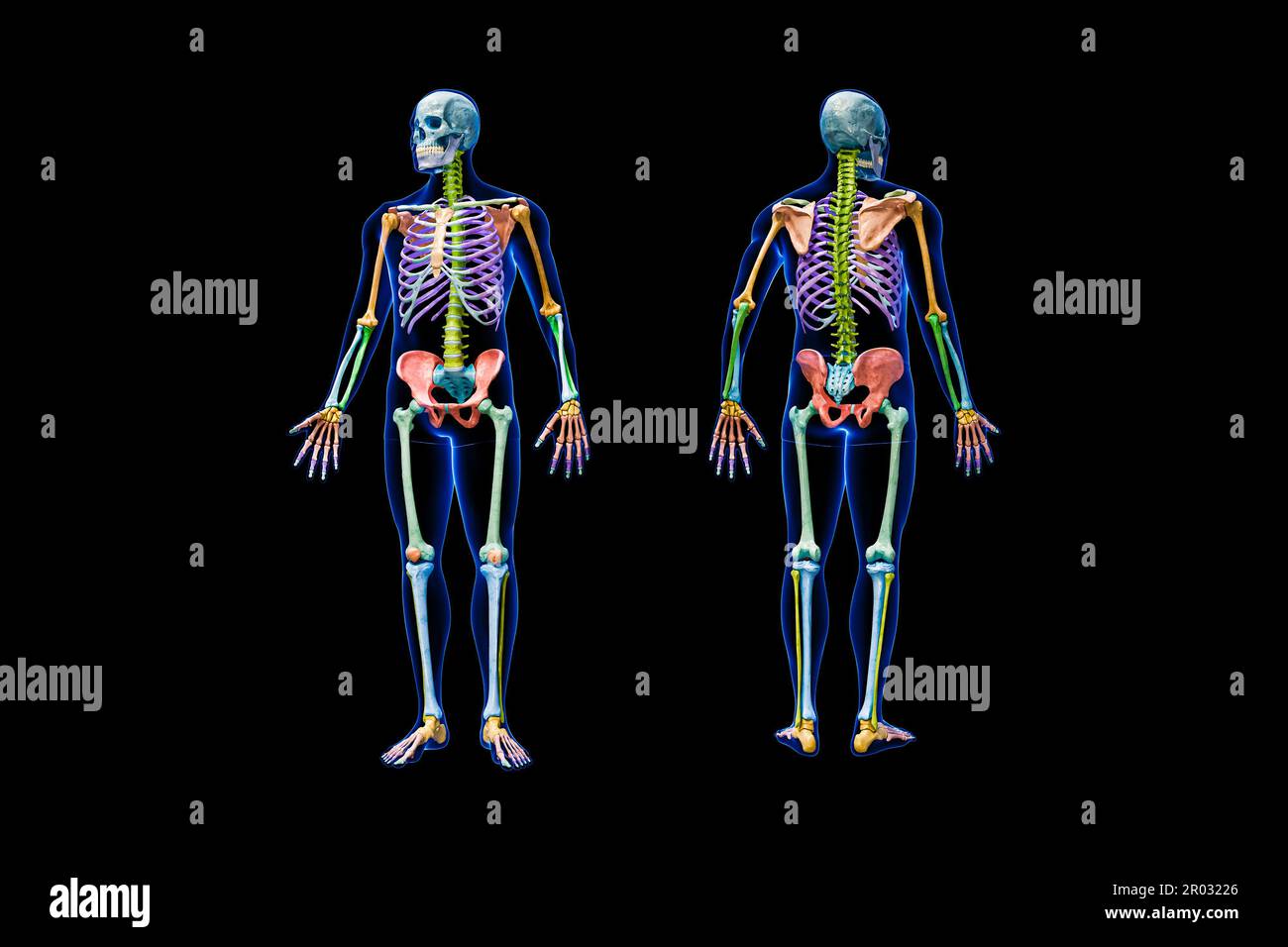 Front and back views of full human skeleton with male body 3D rendering illustration isolated on black. Anatomy or medical diagram with each bone or g Stock Photo