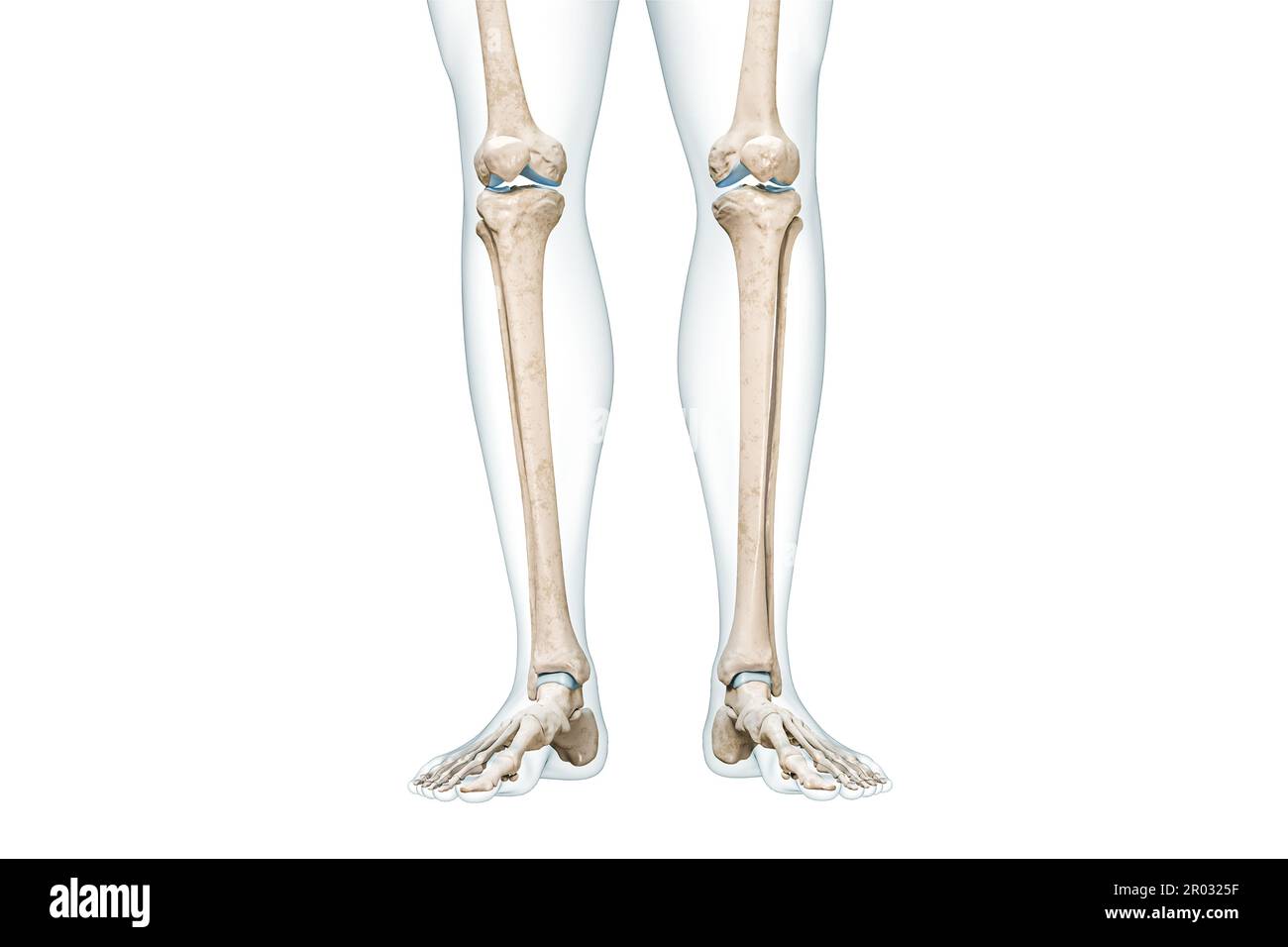 Tibia or shin bone with calf body contours front view 3D rendering