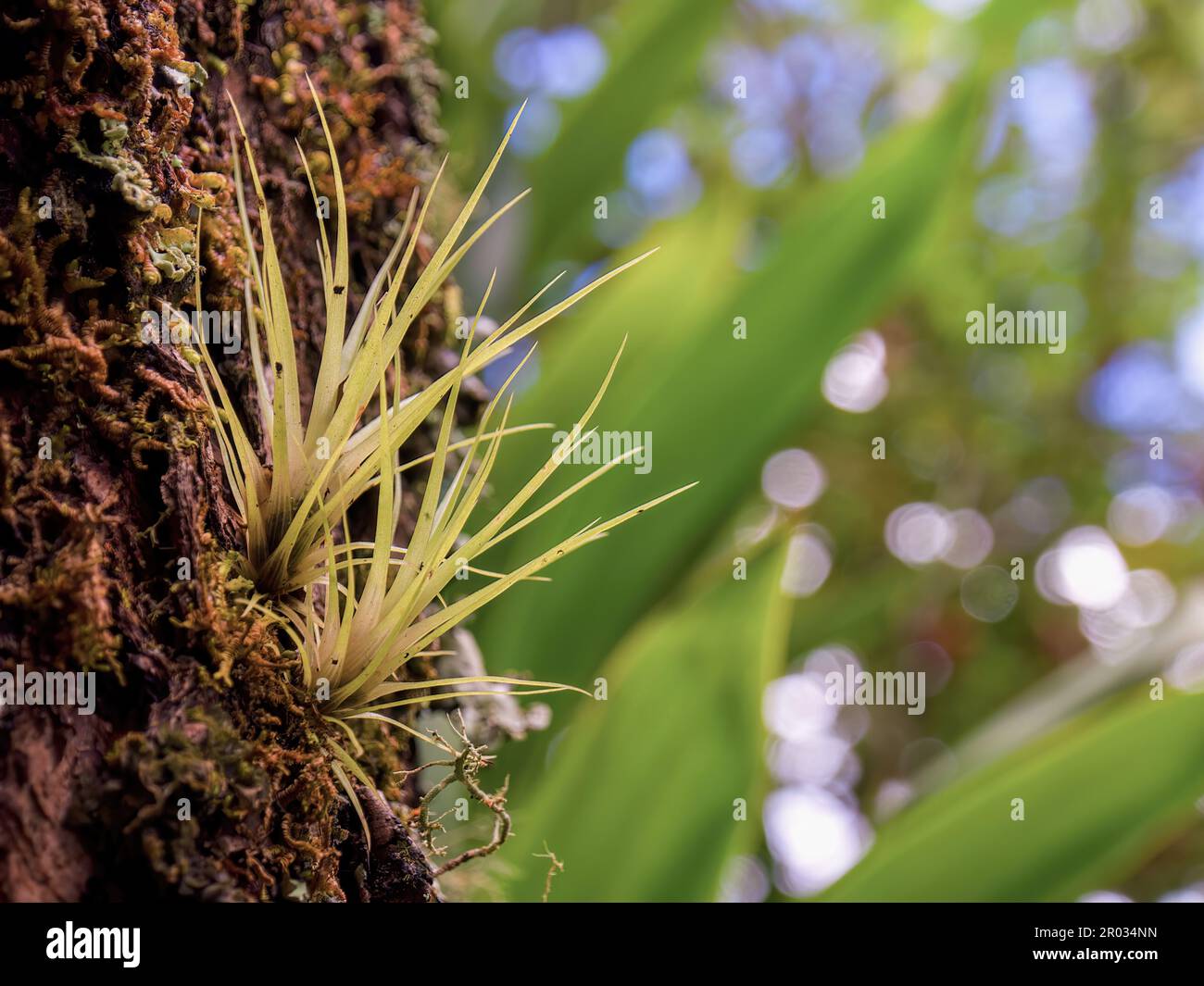 Macro photography of two little tillandsia plants growing from a trunk in a rain forest of the central Andean mountains of Colombia, near the town of Stock Photo
