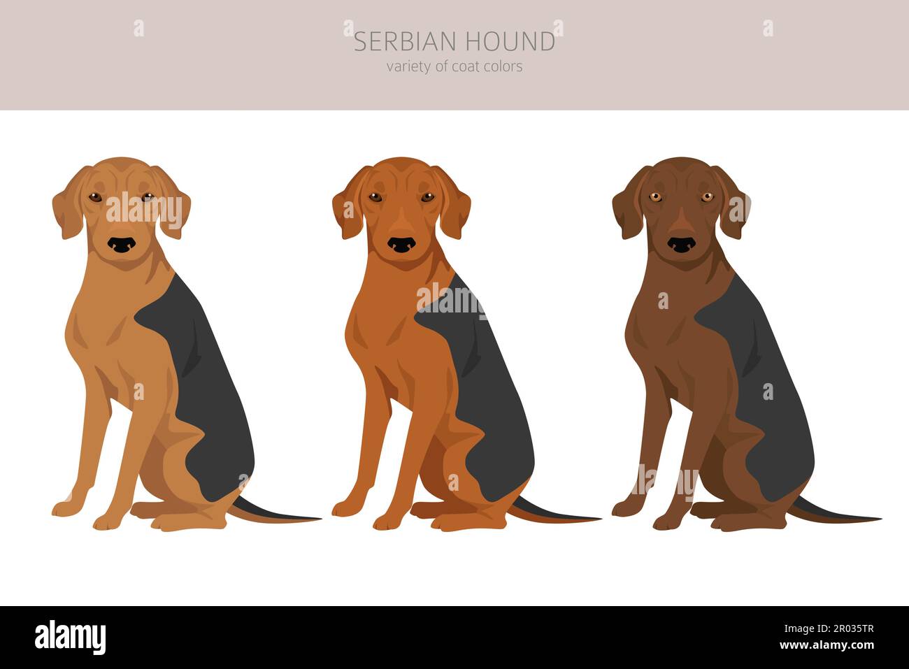 Serbian Hound clipart. All coat colors set.  All dog breeds characteristics infographic. Vector illustration Stock Vector