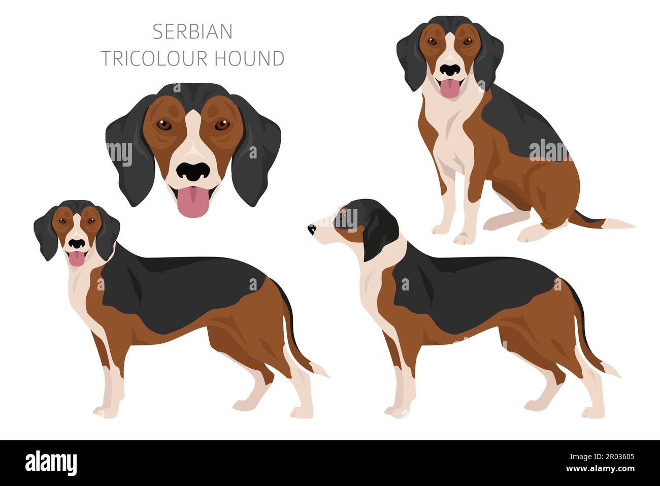 Serbian Tricolor Hound clipart. All coat colors set.  All dog breeds characteristics infographic. Vector illustration Stock Vector