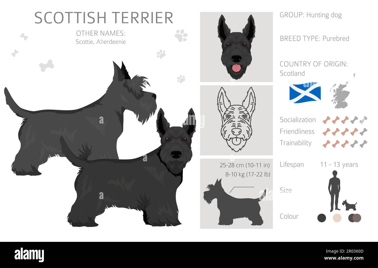 Scottish terrier dogs in different poses and coat colors. Adult and puppy scottie set.  Vector illustration Stock Vector