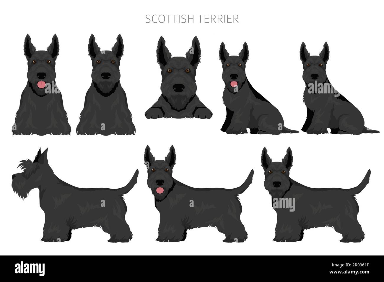 Scottish terrier dogs in different poses and coat colors. Adult and