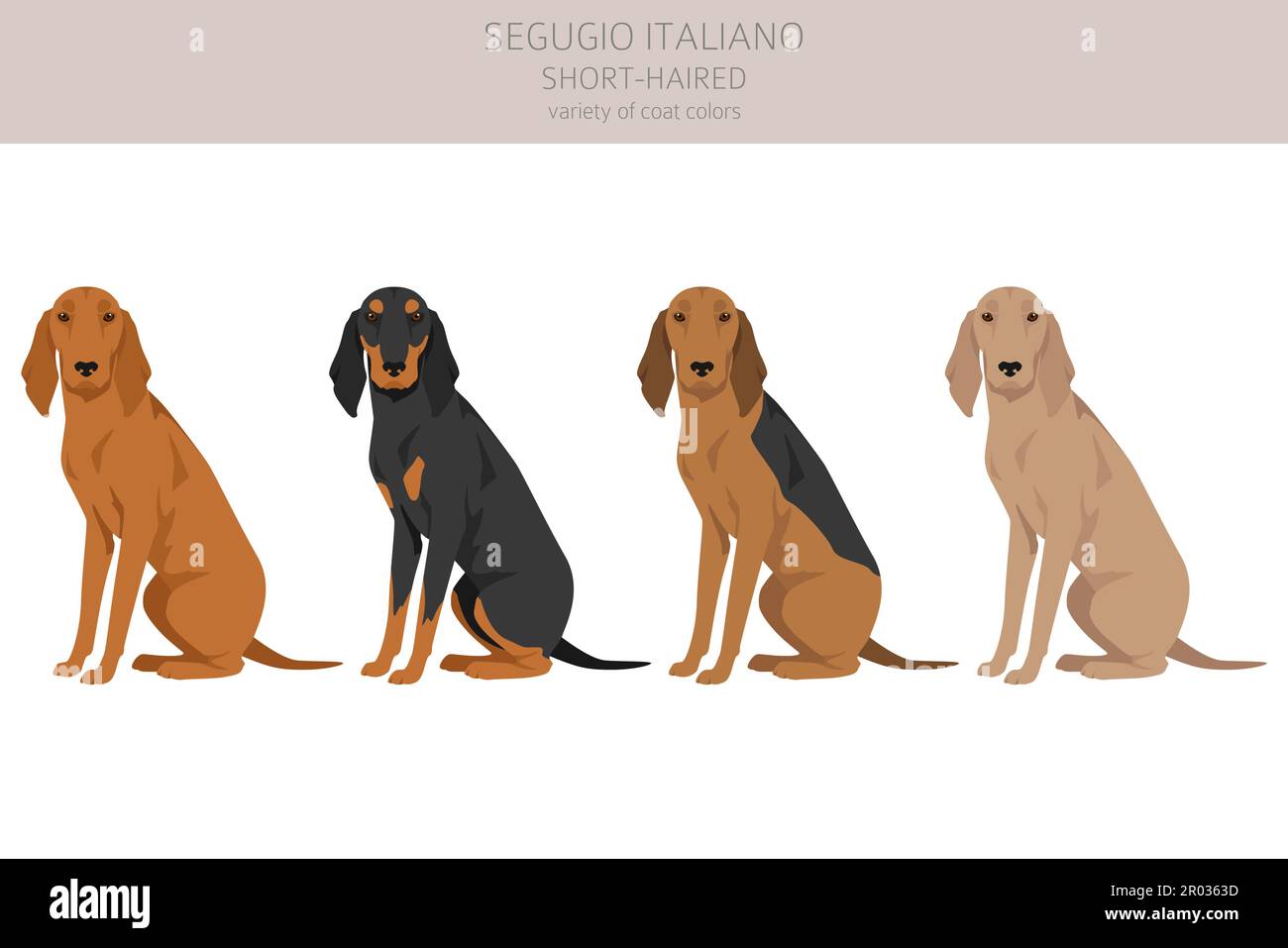 Segugio Italiano short haired clipart. Different poses, coat colors set.  Vector illustration Stock Vector