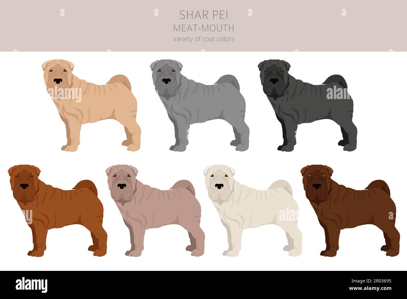 Shar Pei (modern) meat mouth clipart. Different poses, coat colors set.  Vector illustration Stock Vector