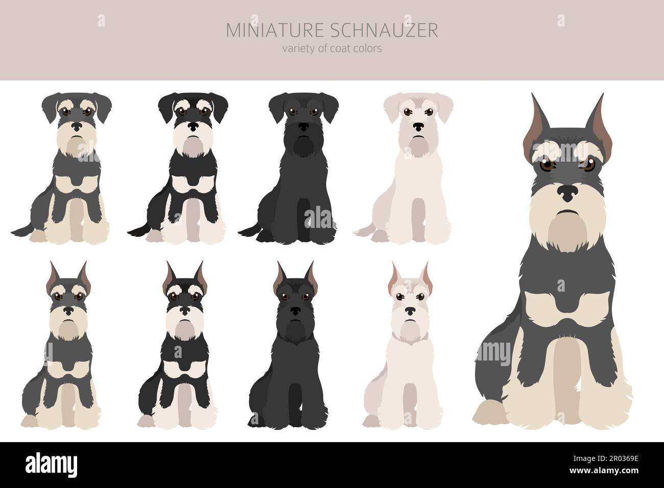 Miniature schnauzer dogs in different poses and coat colors. Adult and