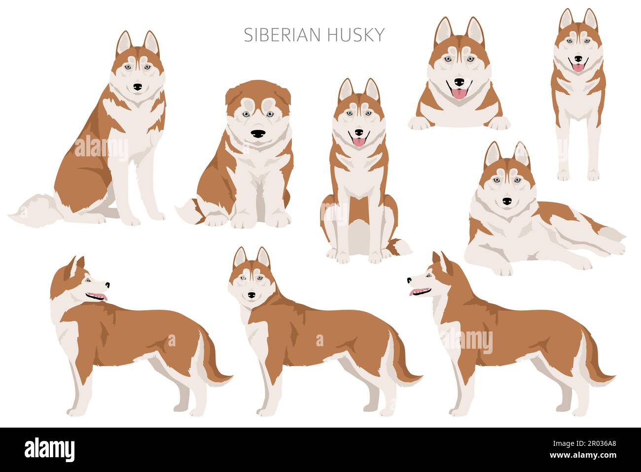 Different types top of husky coats