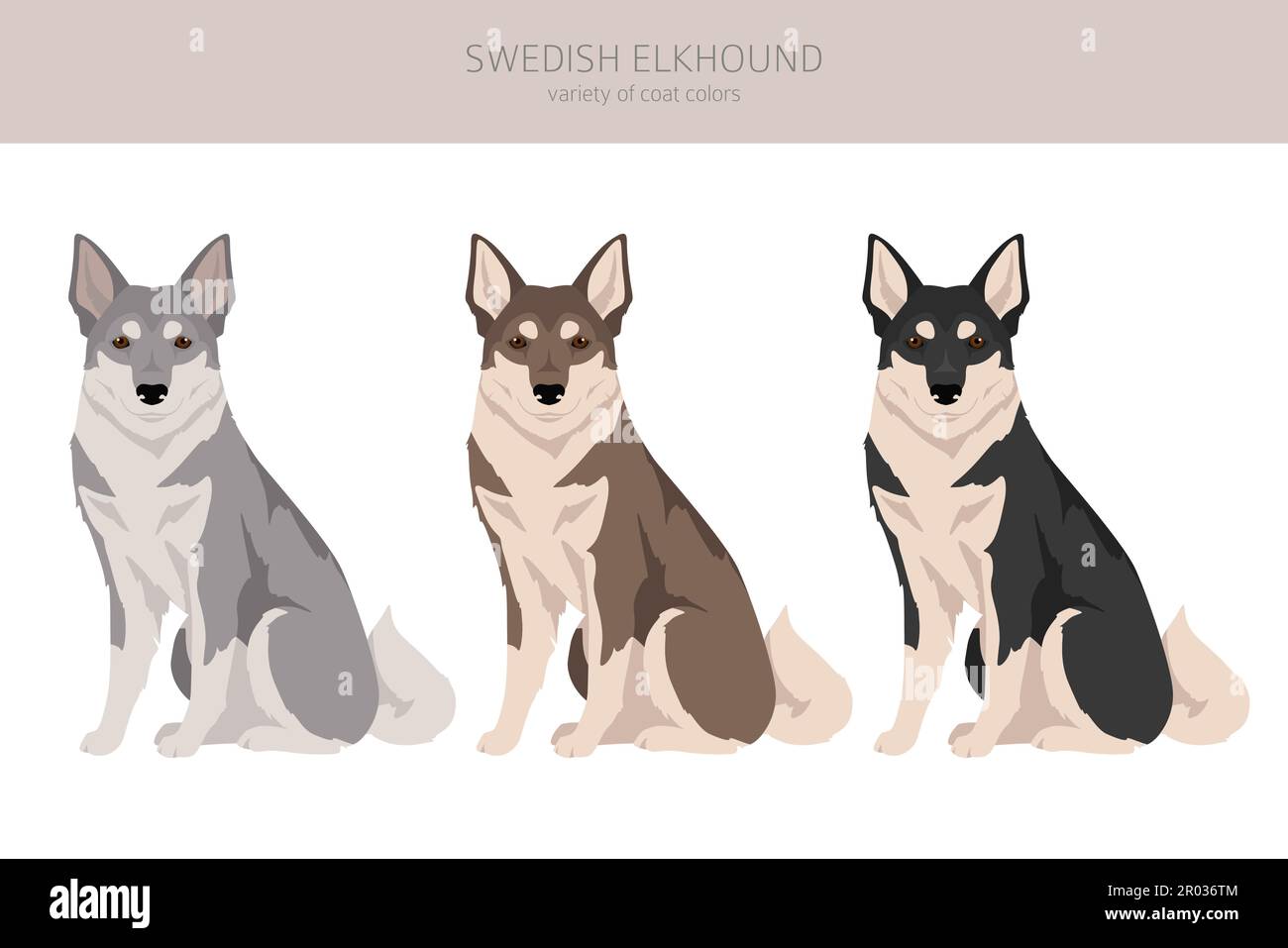 Swedish Elkhound clipart. All coat colors set.  All dog breeds characteristics infographic. Vector illustration Stock Vector