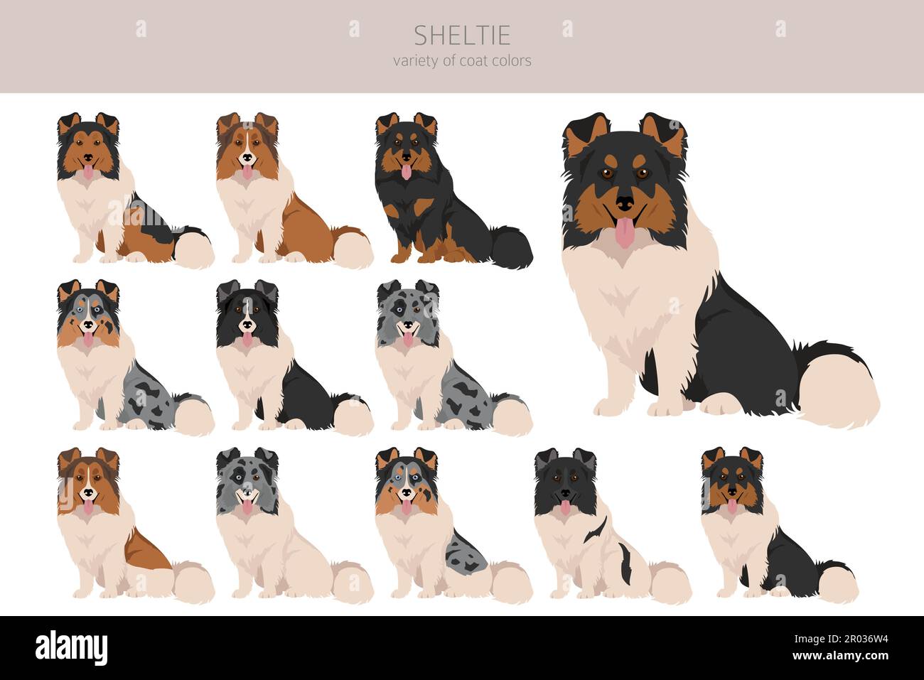 Shetland sheepdog top colors merle