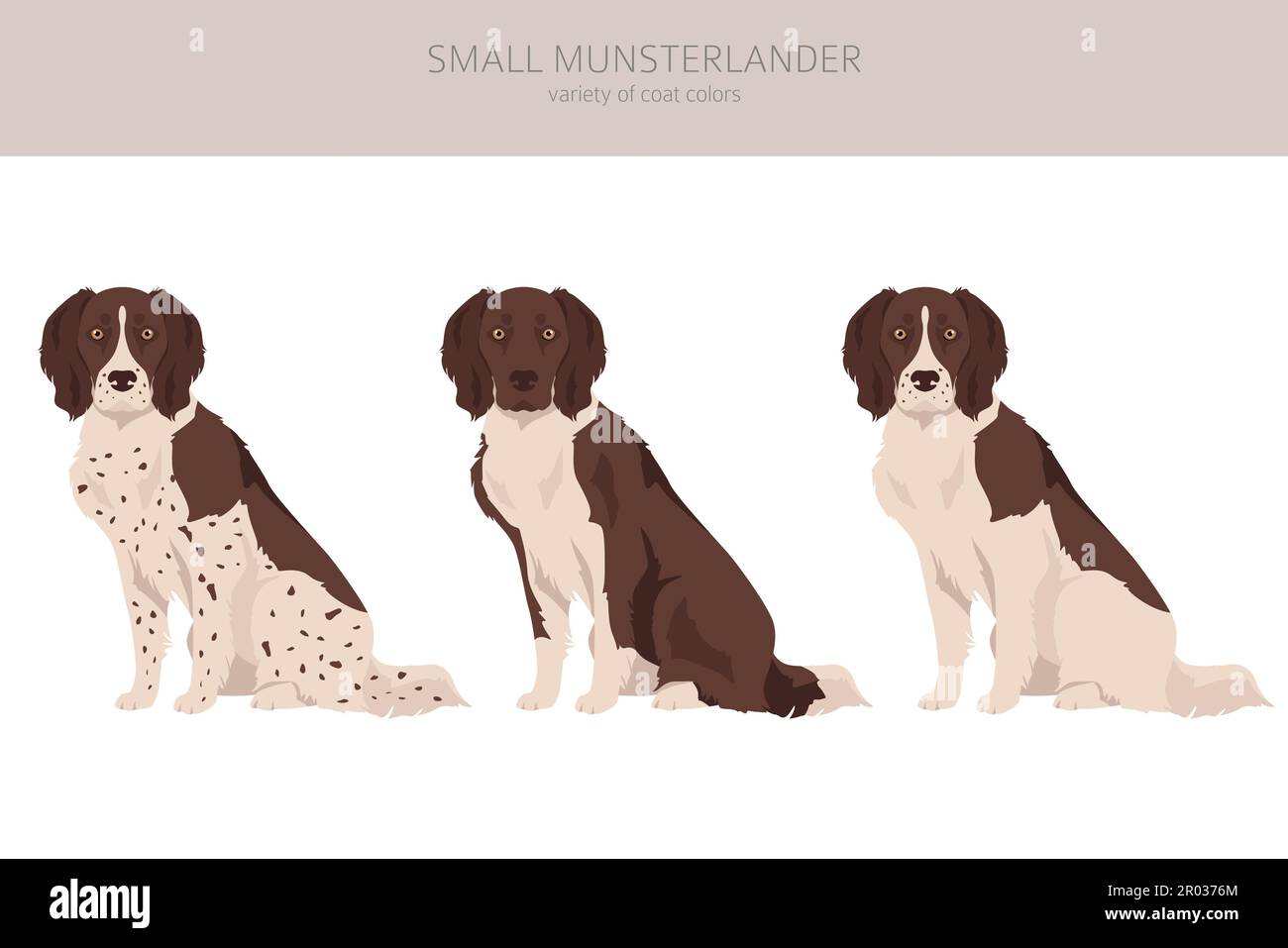 Small Munsterlander coat colors, different poses clipart.  Vector illustration Stock Vector