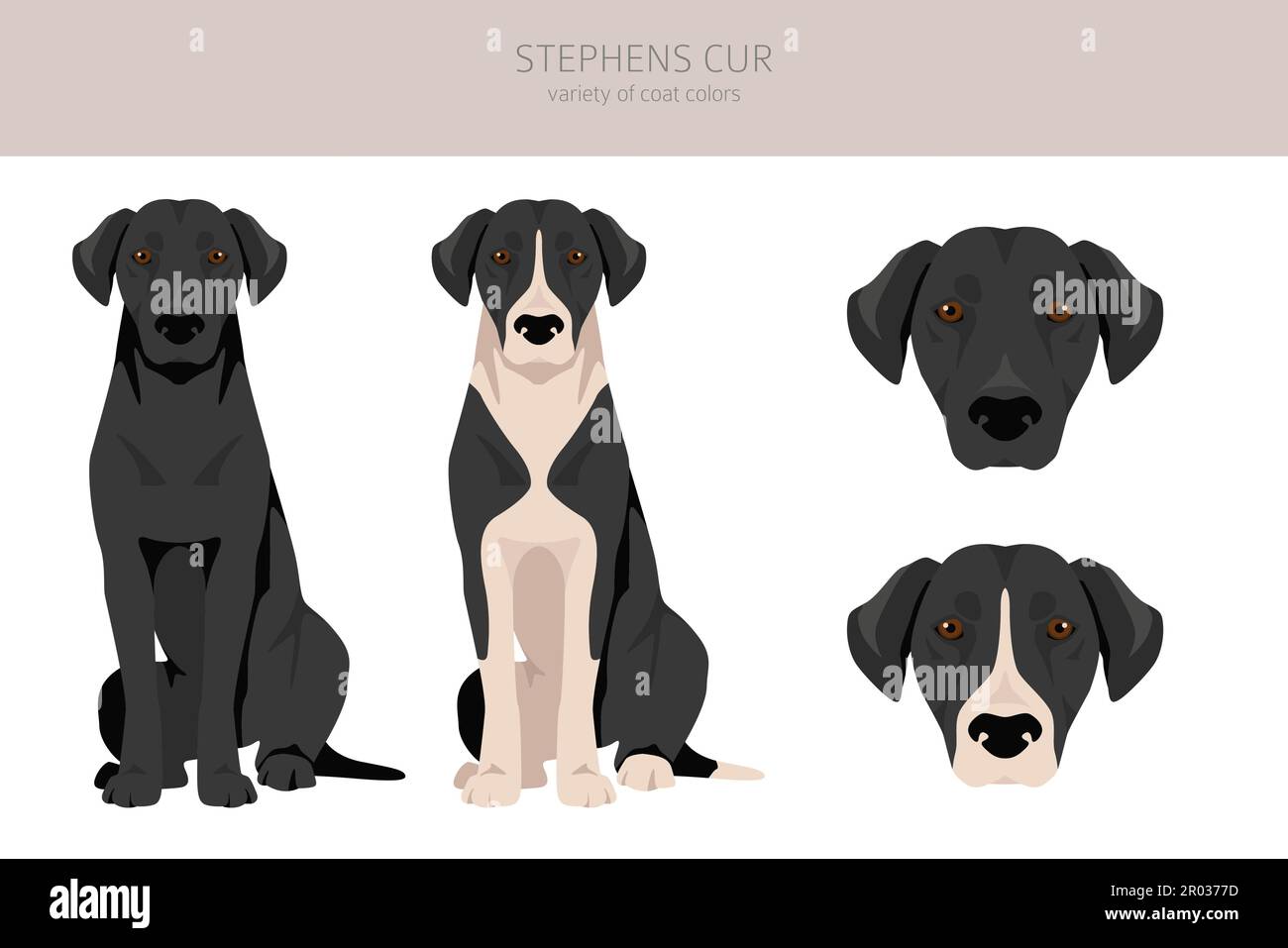 Stephens Cur clipart. All coat colors set. All dog breeds ...