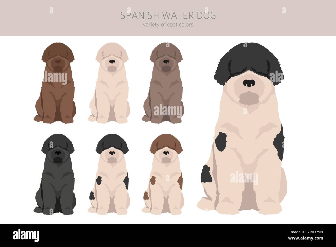 Spanish water dog coat colors, different poses clipart. Vector illustration  Stock Vector Image & Art - Alamy