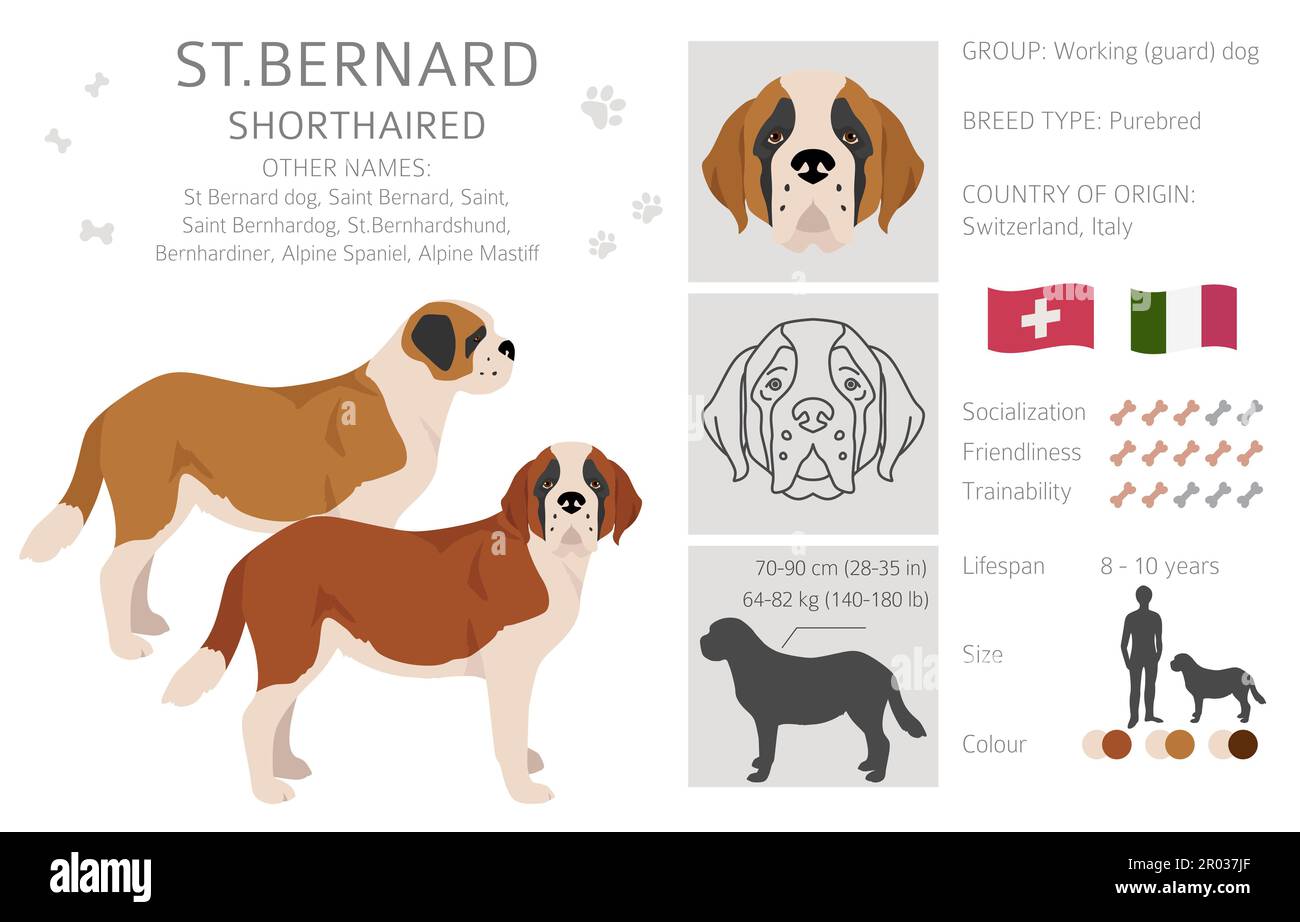 St Bernard shorthaired coat colors, different poses clipart. Vector ...