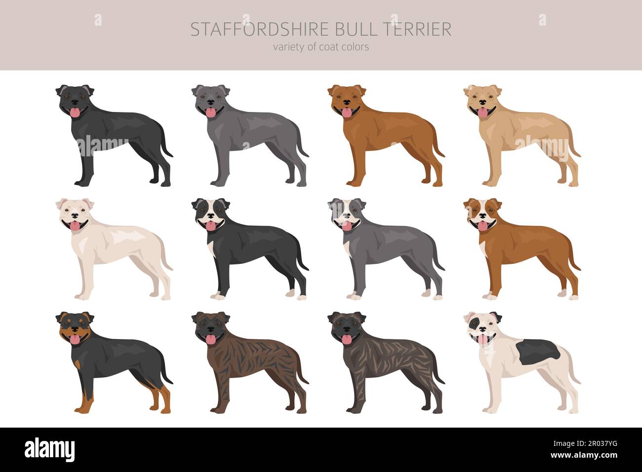 Staffordshire bull terrier. Different variaties of coat color bully ...
