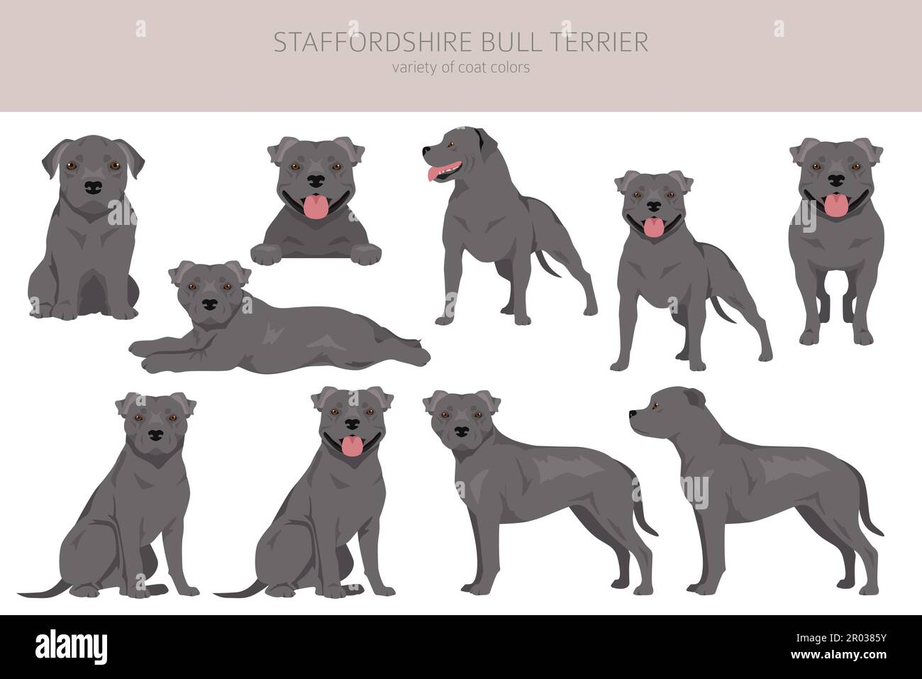 Staffordshire bull terrier. Different variaties of coat color bully dogs set.  Vector illustration Stock Vector