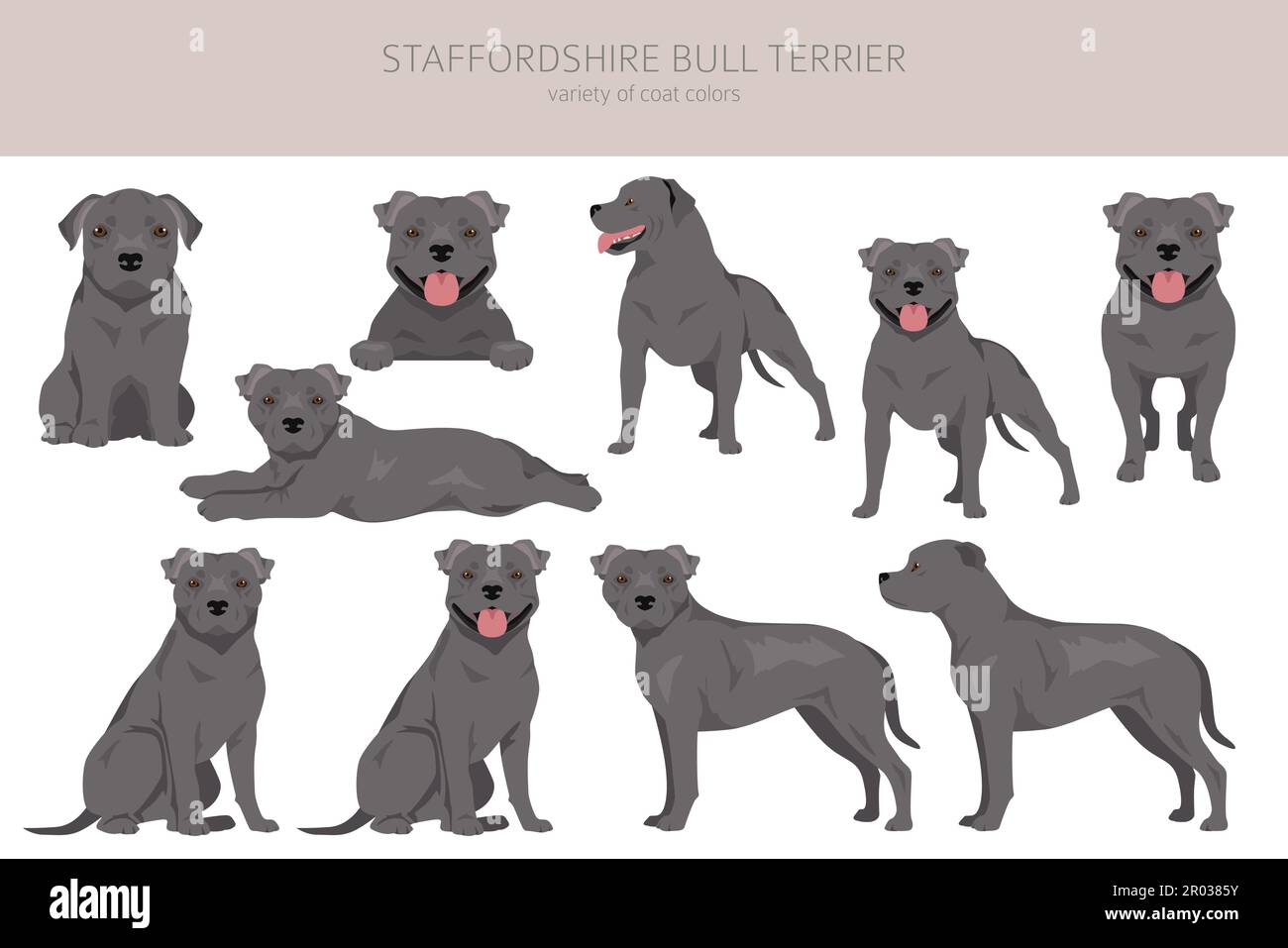 Staffordshire bull terrier. Different variaties of coat color bully
