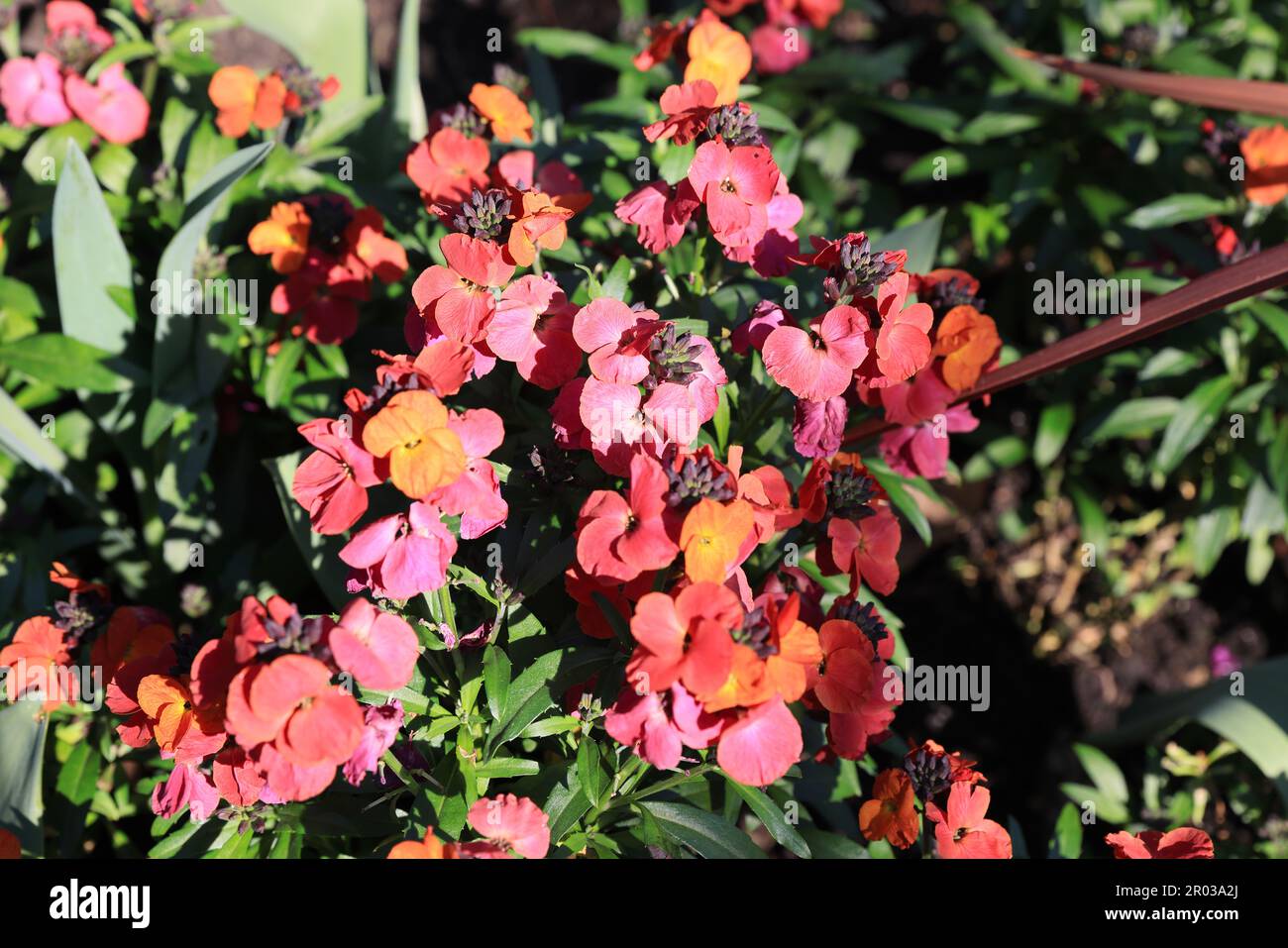 Pretty wallflowers or Erysimum Cheiri, growing in spring sunshine, in