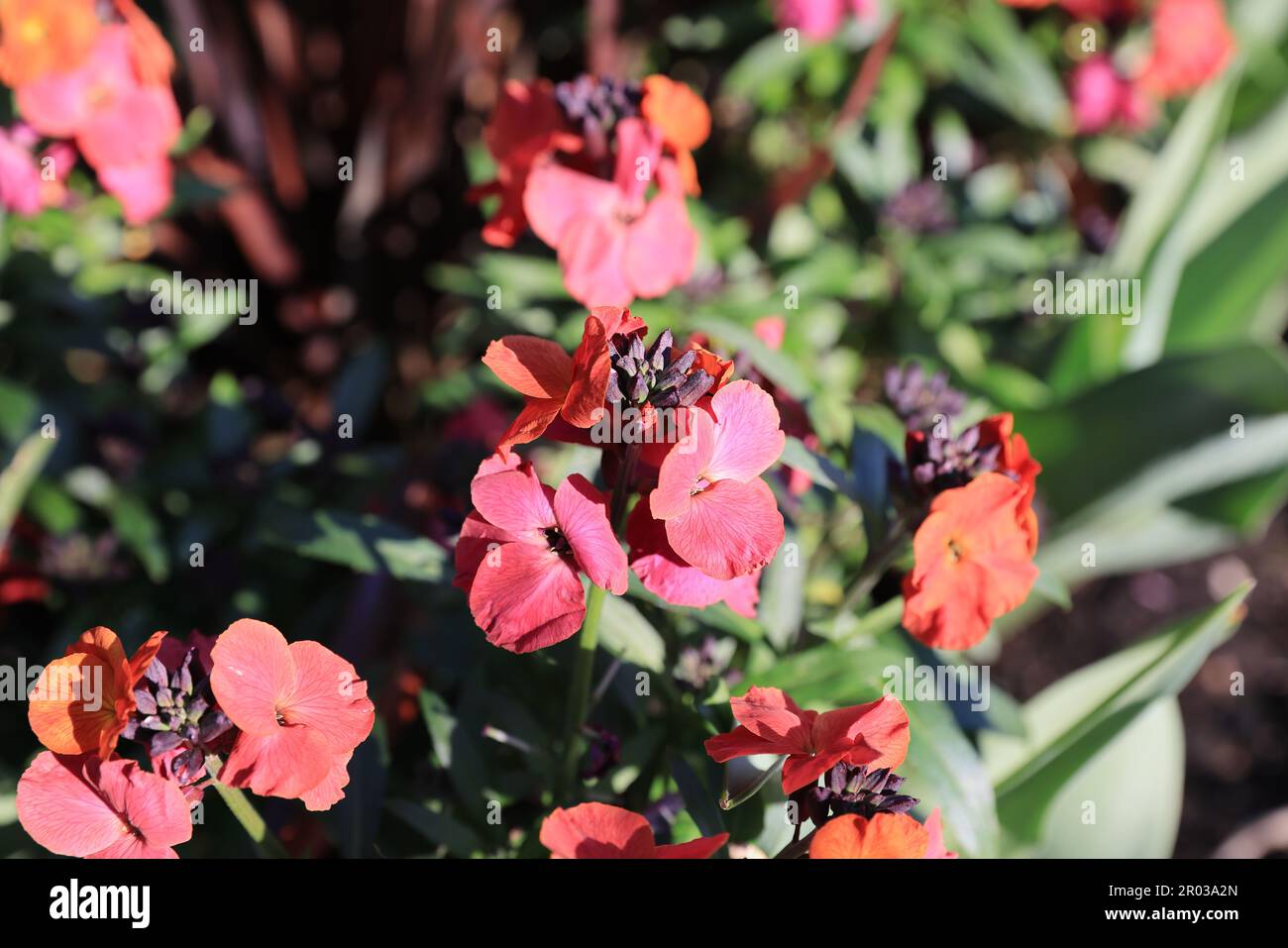 Pretty wallflowers or Erysimum Cheiri, growing in spring sunshine, in