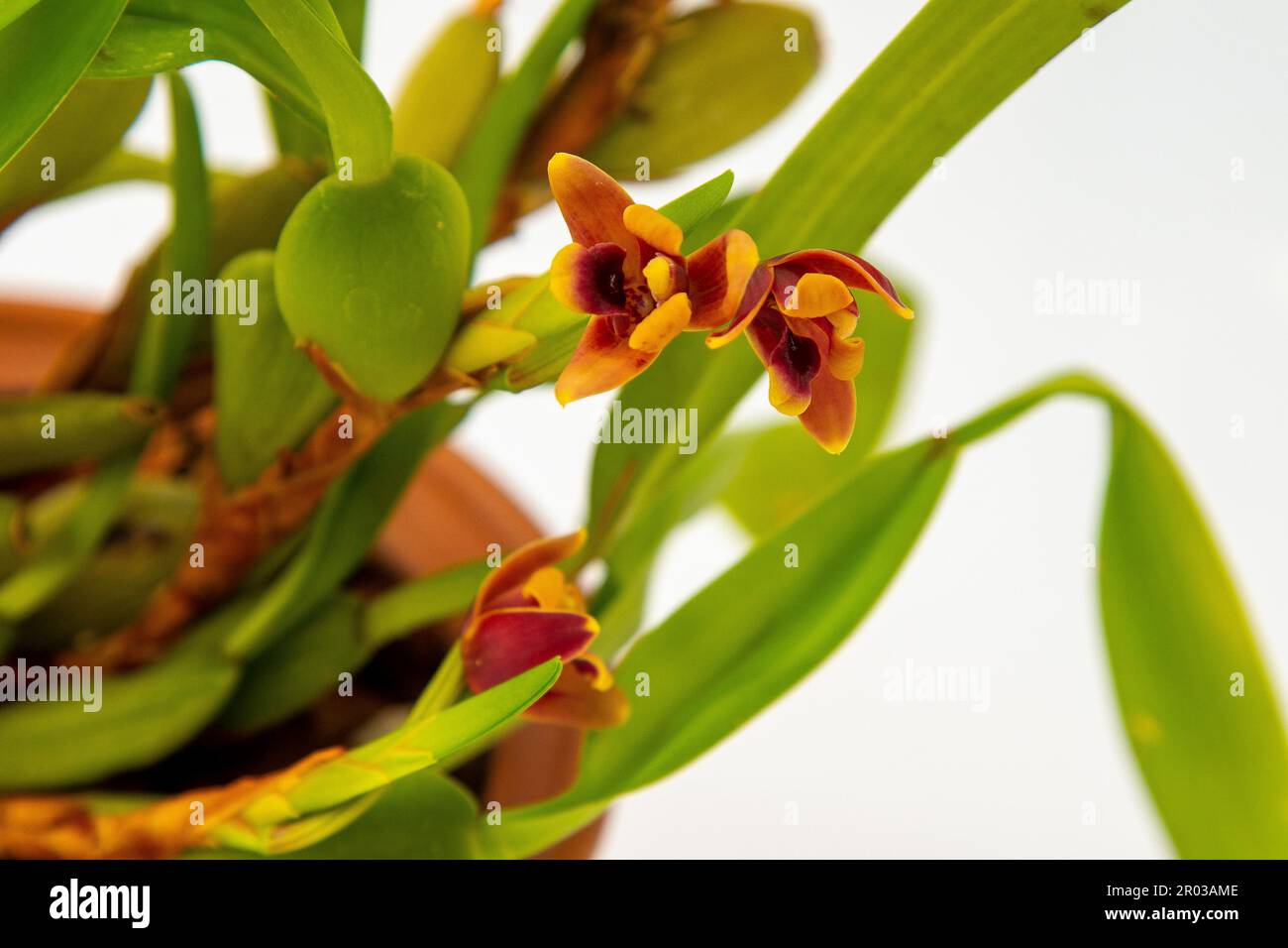 Maxillaria Variabilis Red orange yellow flower buds. Phalaenopsis flowering of a rare of orchids. White background. Big flowers pot garden cattleya orchidaceae family. Stock Photo