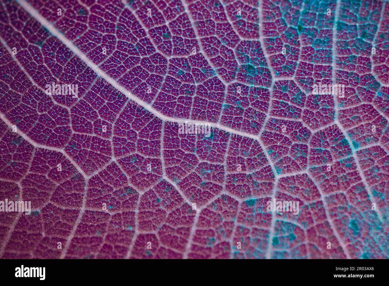 red and purple leaf veins, leaves in autunm season, abstract background Stock Photo