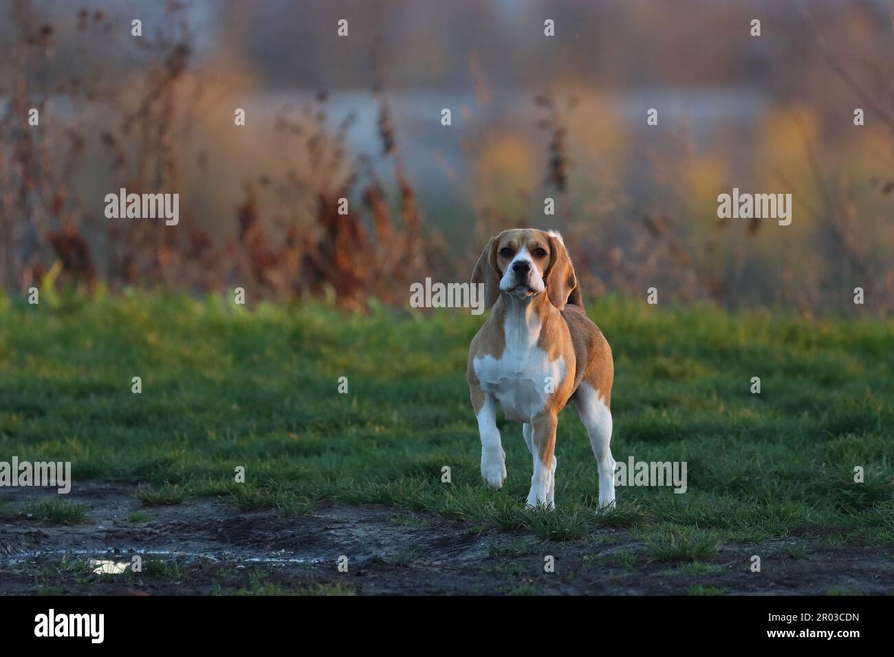 A brown and white beagle stands in a lush, green field with a beautiful ...
