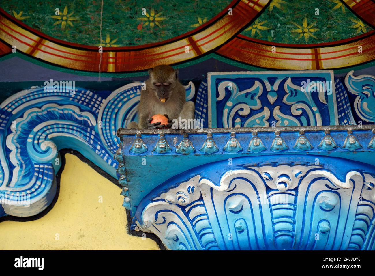 Monkeys live in temple hi res stock photography and images Alamy Monkeys live in temple hi res stock photography and images Alamy